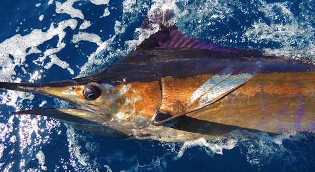 Blue Marlin Fishing: How & Where To Catch This Trophy