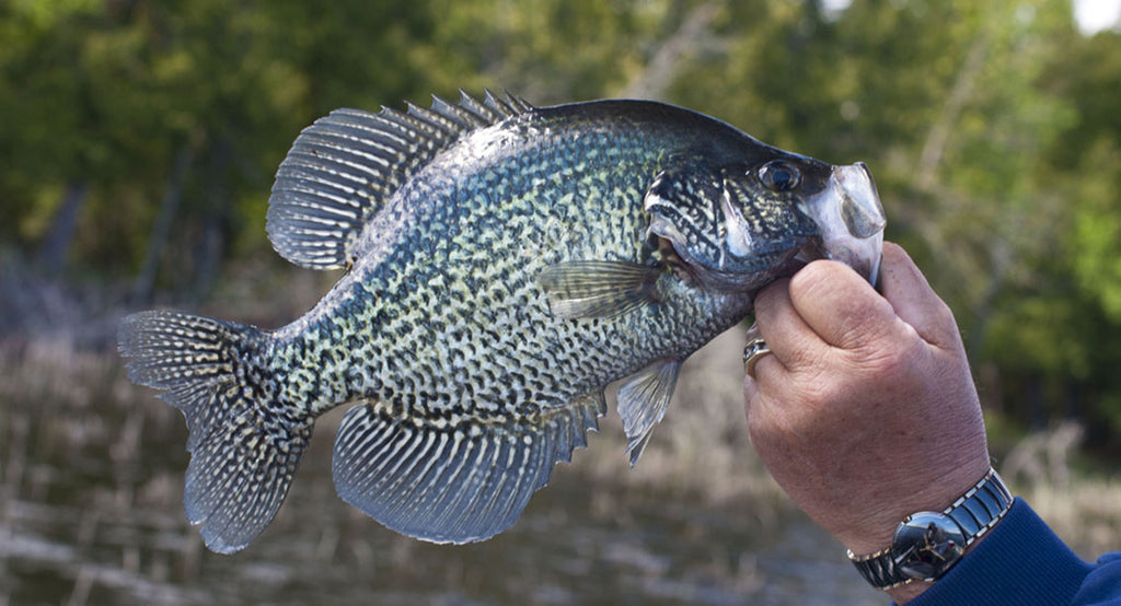 Fall Crappie Fishing: 5 Things to Keep in Mind – Huk Gear
