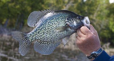 Fall Crappie Fishing: 5 Things to Keep in Mind