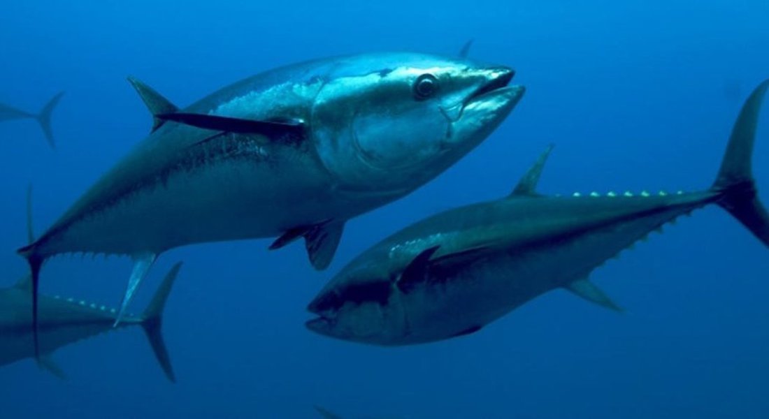 Top Large Marine Game Fish Species