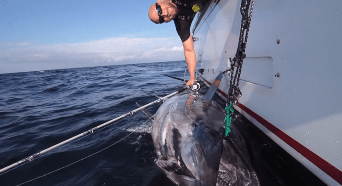 TORTURE TEST: BLUEFIN TUNA FISHING WITH A STELLA SPINNING REEL