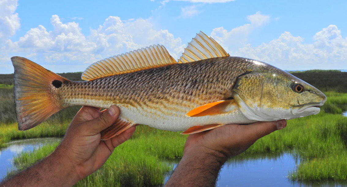 Redfish in Louisiana’s Marsh