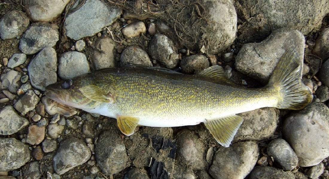 Early Spring Walleye Fishing Tips & Techniques